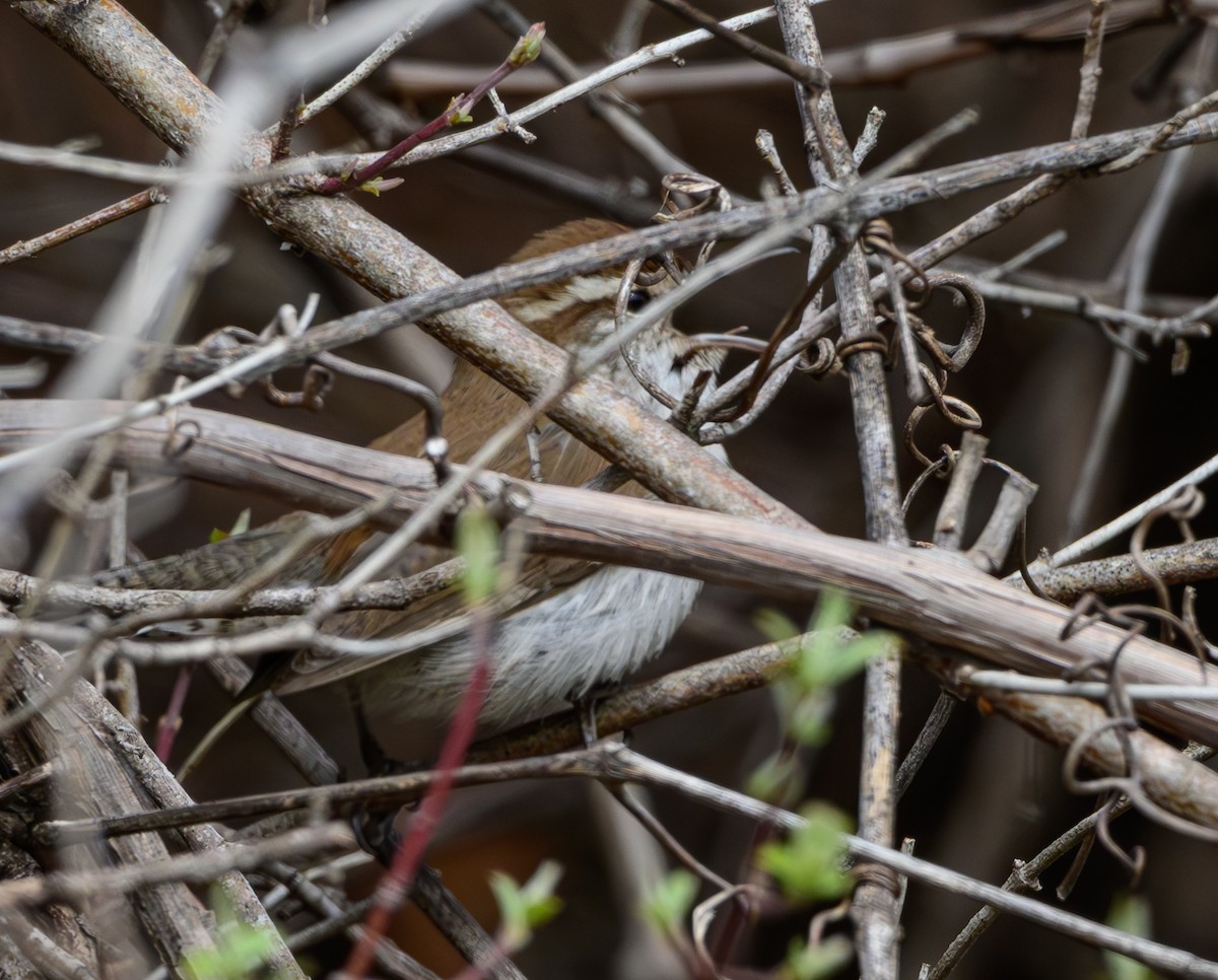 Bewick's Wren - ML633530667