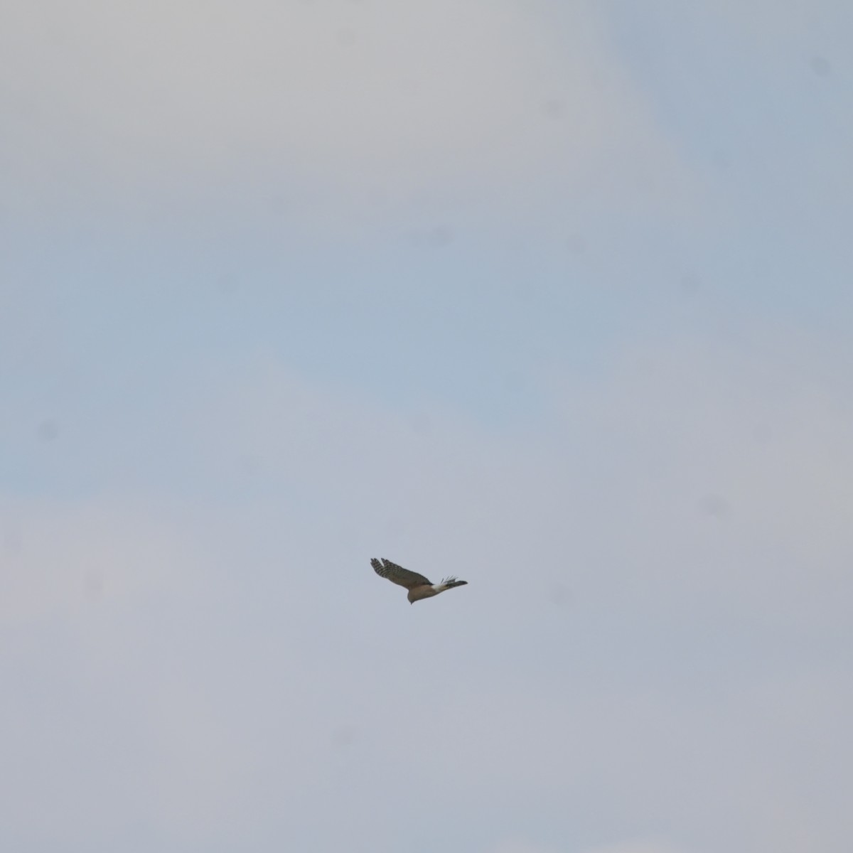 Cooper's Hawk - ML633530930