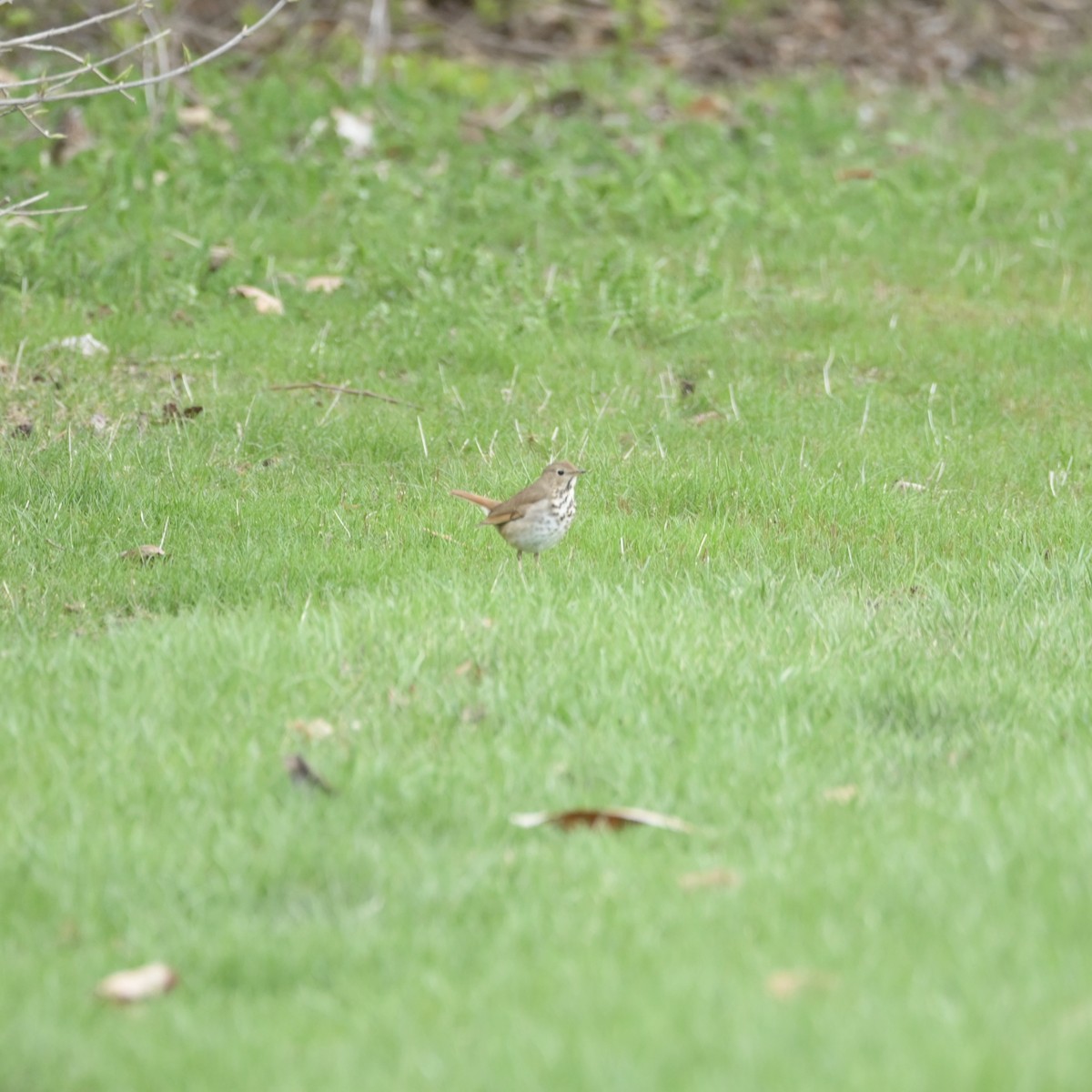 Hermit Thrush - ML633530931