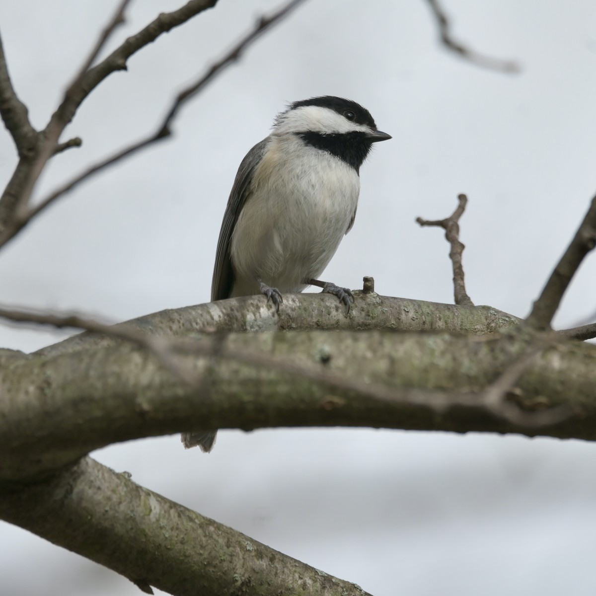 Carolina Chickadee - ML633530934