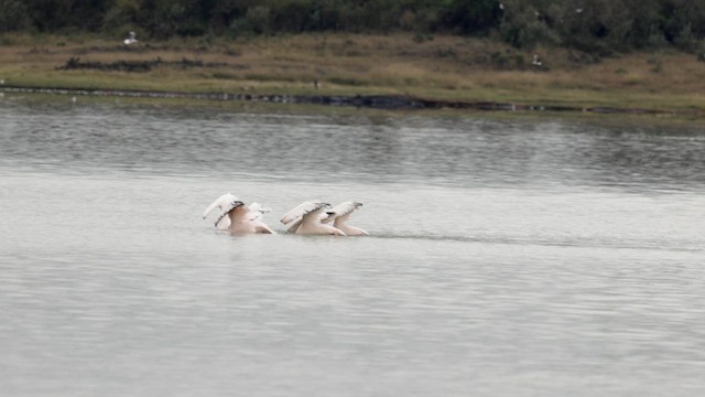 Great White Pelican - ML633530939