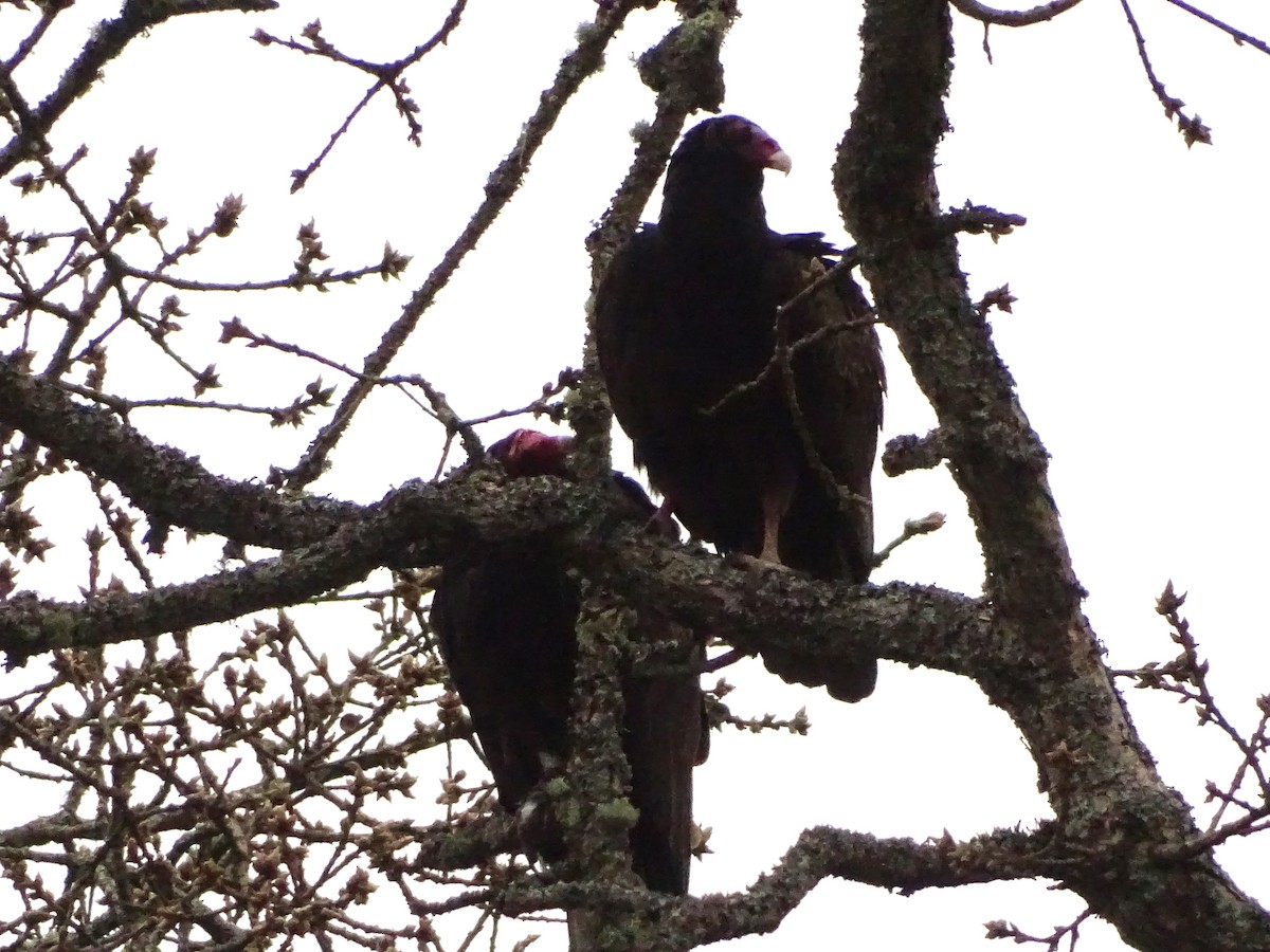 Urubu à tête rouge - ML633530963