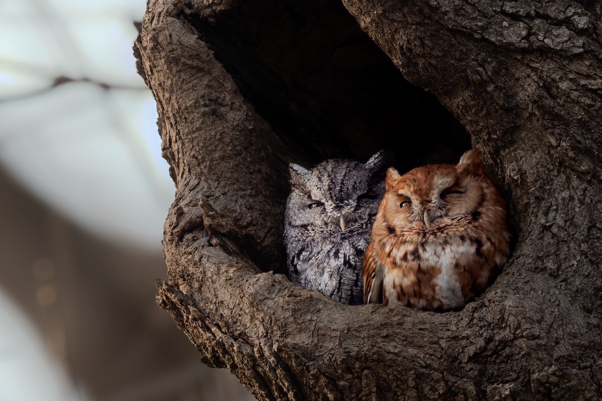 Eastern Screech-Owl - ML633530991