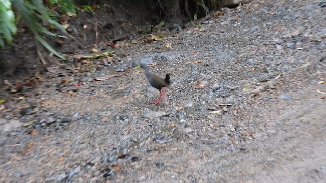 Blackish Rail - ML633531079