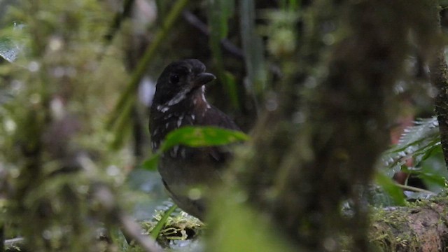 Moustached Antpitta - ML633531095