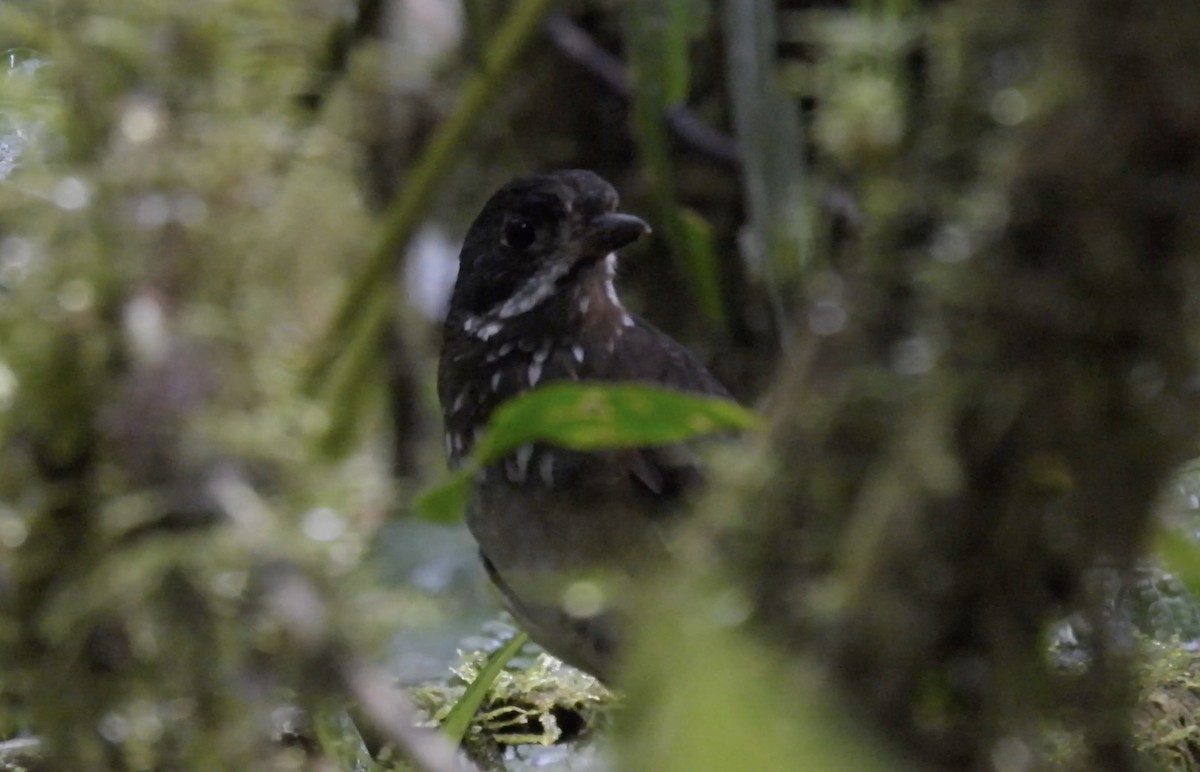 Moustached Antpitta - ML633531192