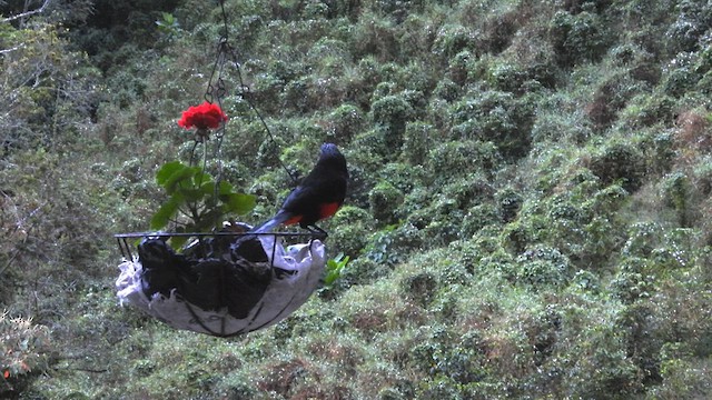 Red-bellied Grackle - ML633531268