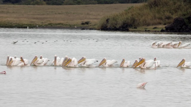 Great White Pelican - ML633531308