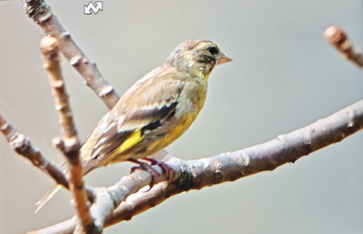 Yellow-breasted Greenfinch - ML633531328