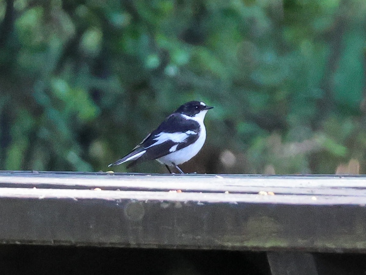 Semicollared Flycatcher - Muammer Ülker
