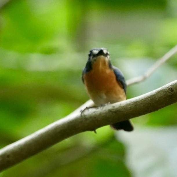 Mangrove Blue Flycatcher - ML633531336