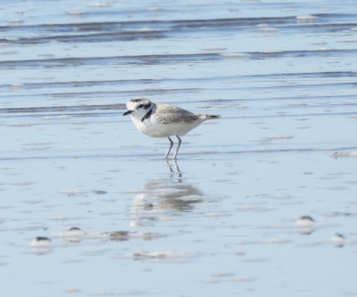 Snowy Plover - ML633531373