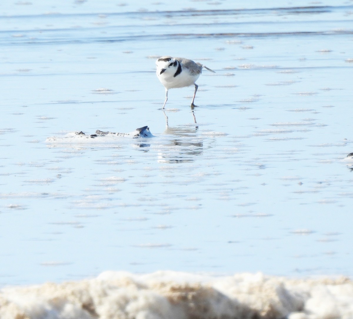 Snowy Plover - ML633531376