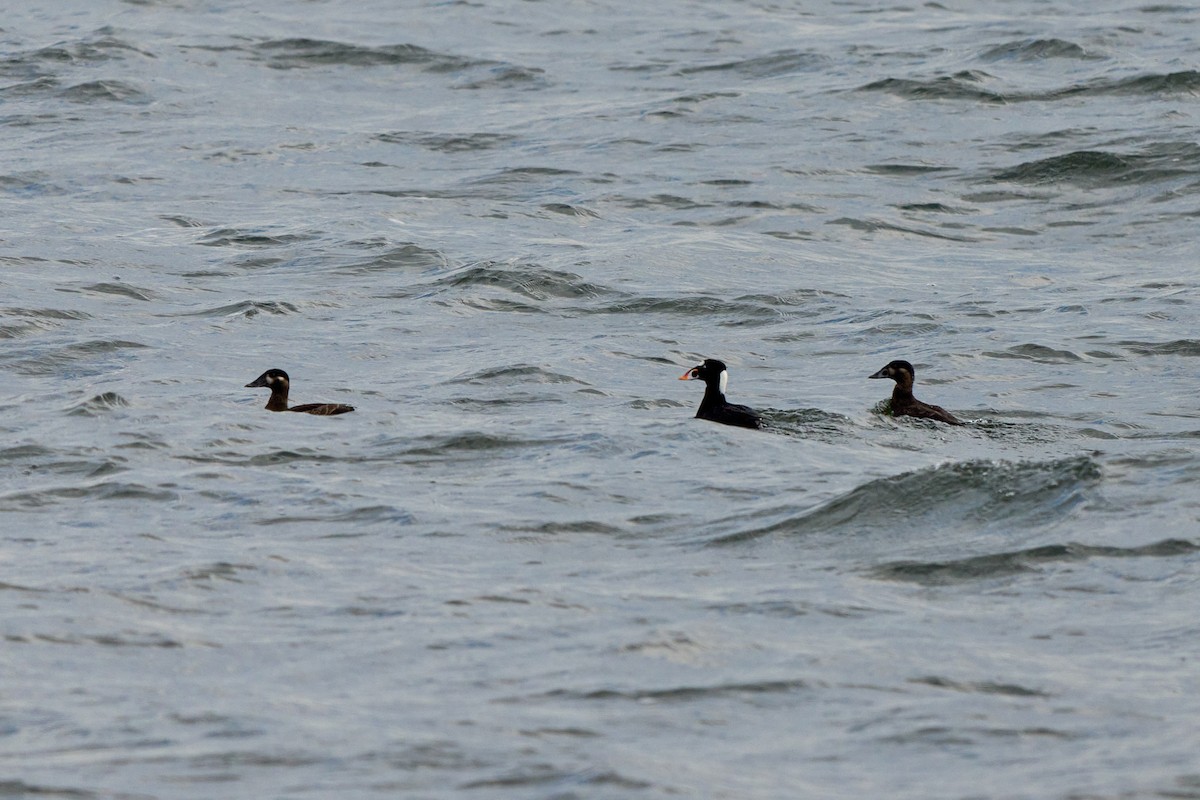 Surf Scoter - ML633531380
