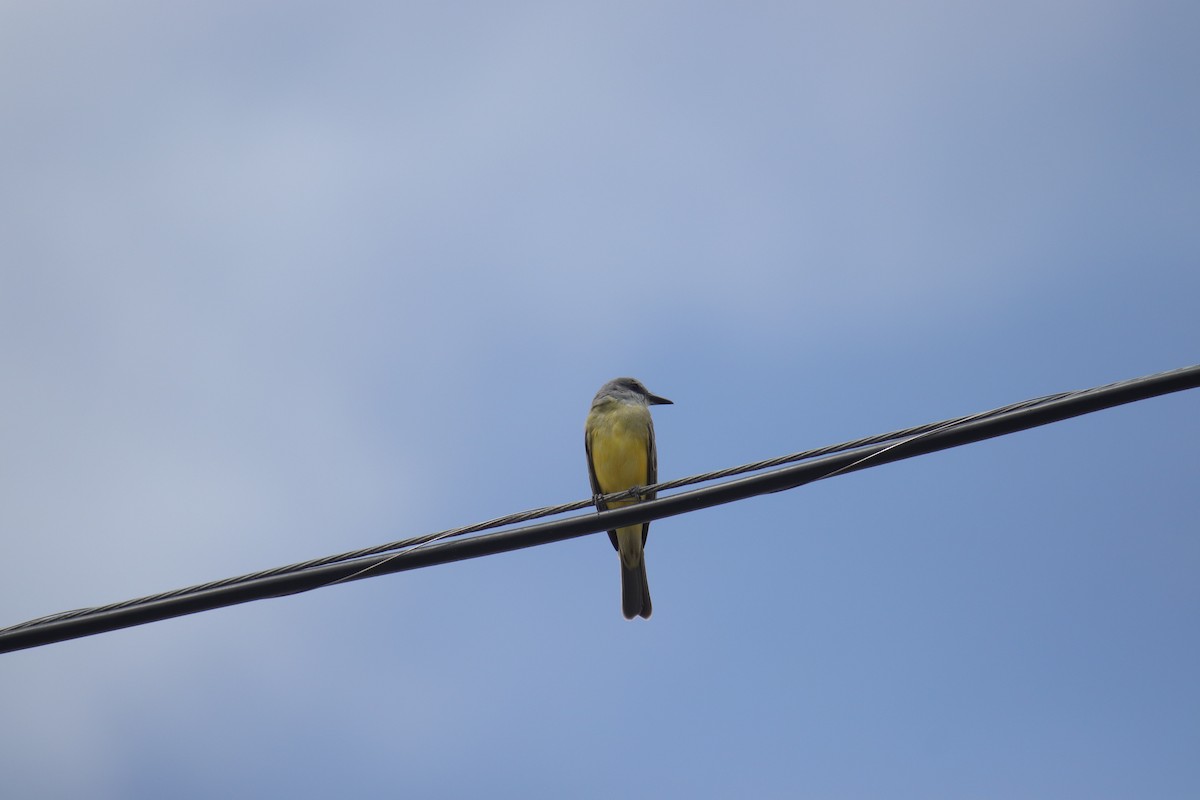 Tropical Kingbird - ML633531387