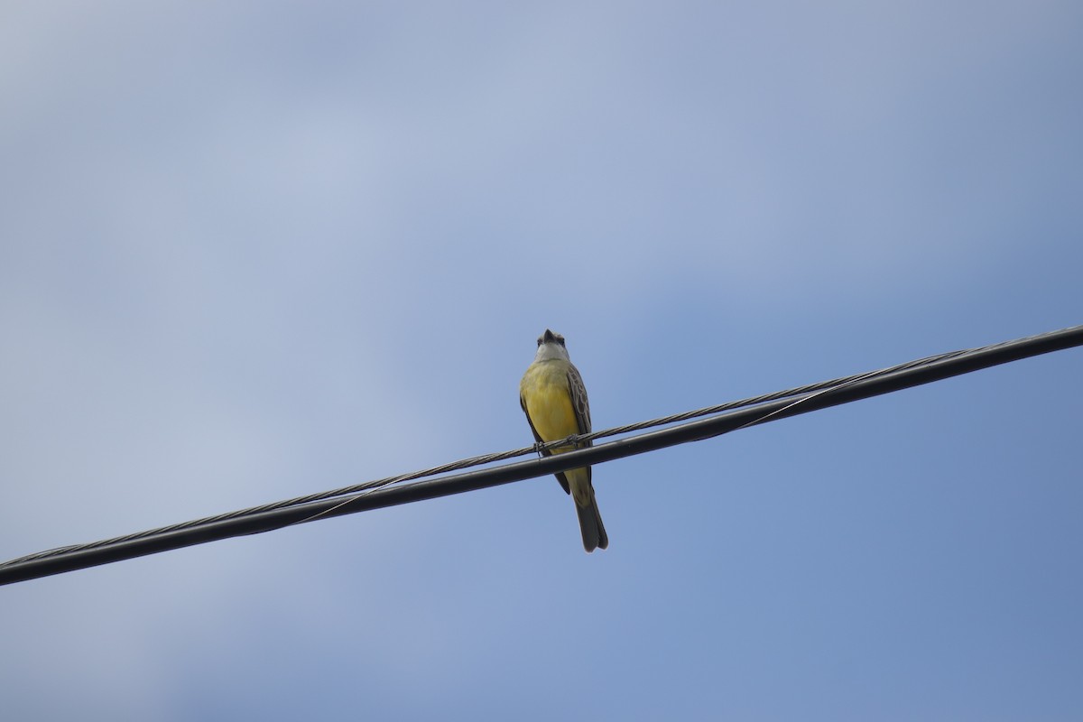 Tropical Kingbird - ML633531390