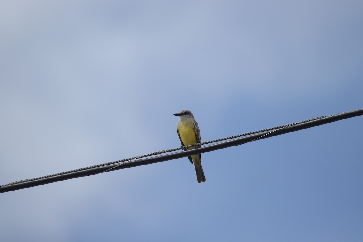 Tropical Kingbird - ML633531392