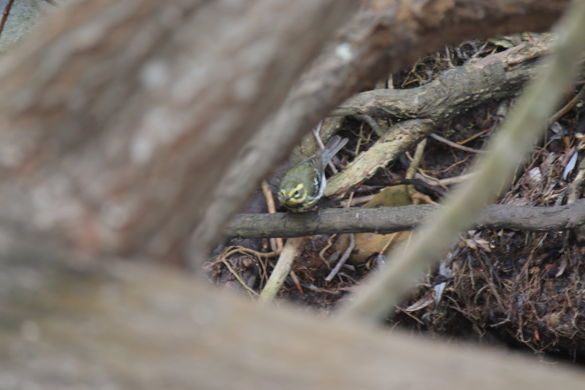 Townsend's Warbler - ML633531394