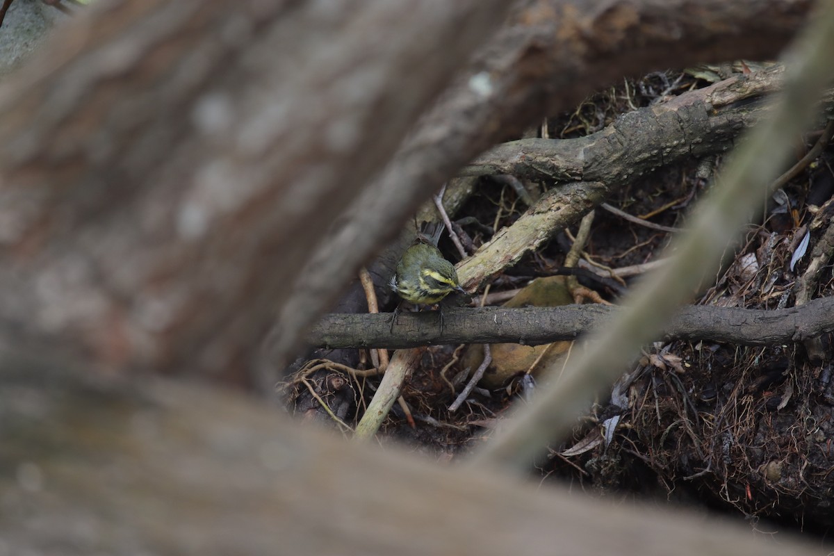 Townsend's Warbler - ML633531402