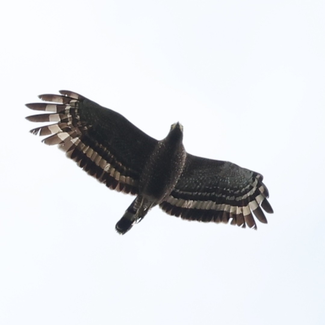 Philippine Serpent-Eagle - ML633531445