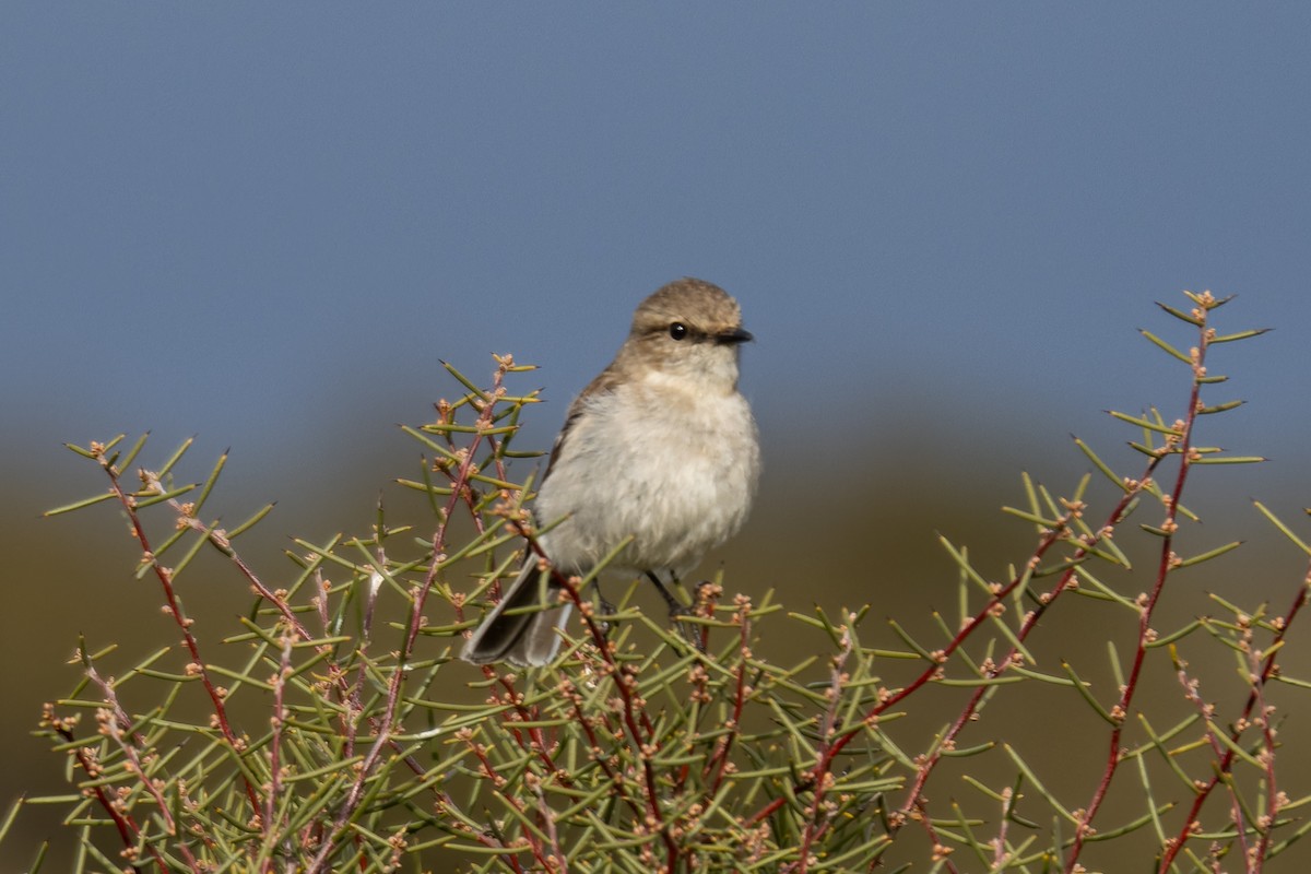 Dusky Robin - ML633531456