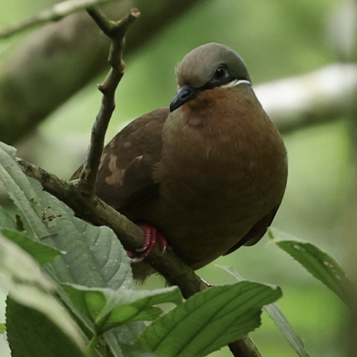 White-eared Brown-Dove - ML633531459