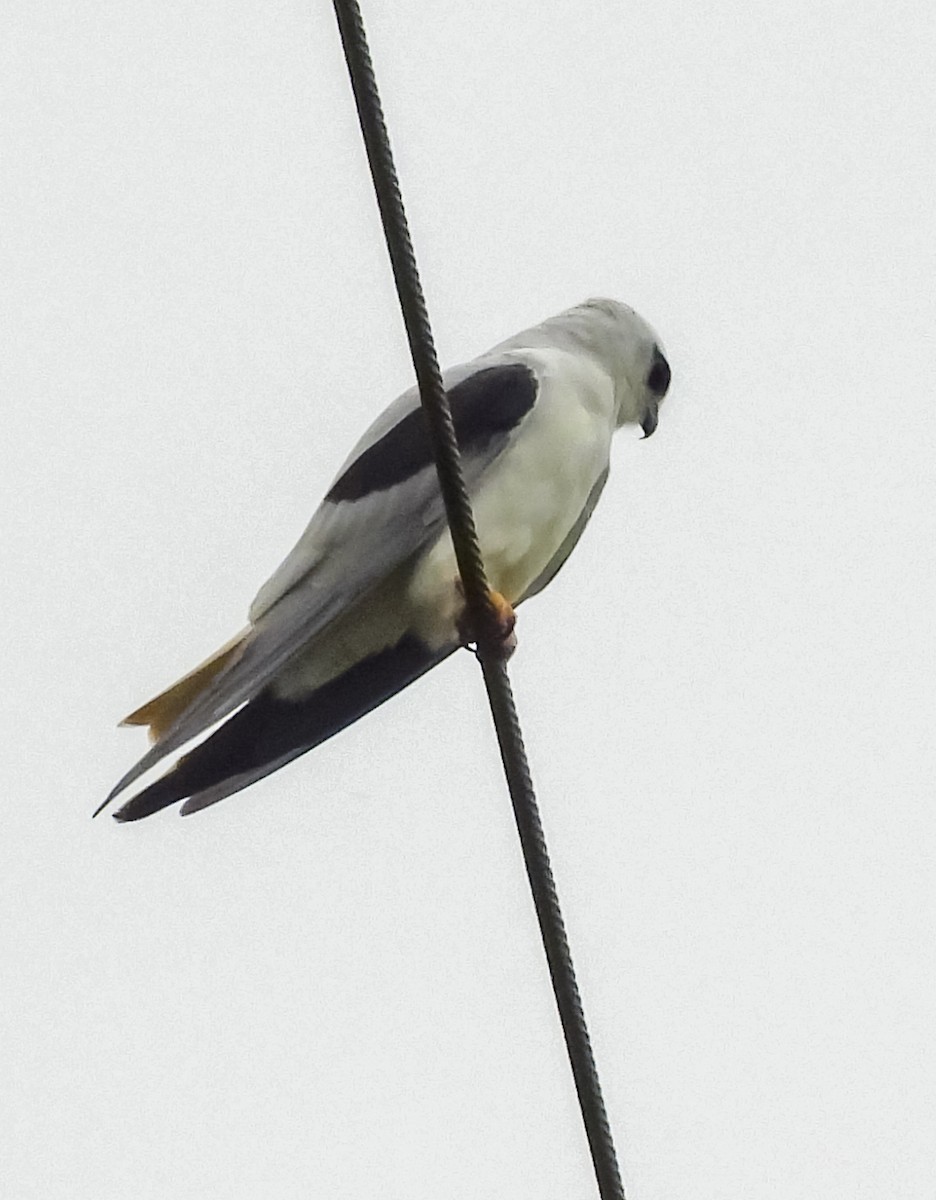 Black-shouldered Kite - ML633531675