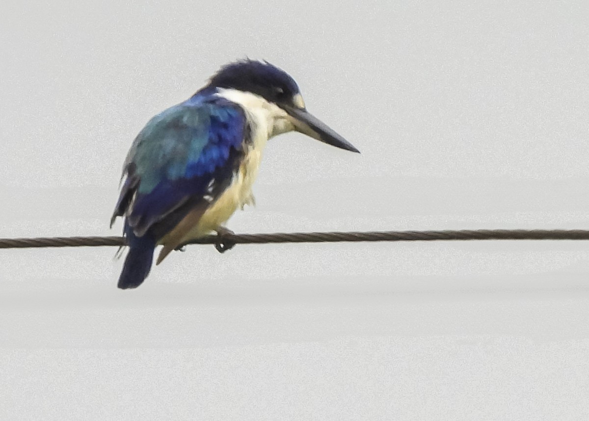 Forest Kingfisher - ML633531682