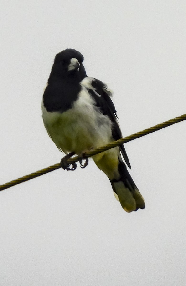 Pied Butcherbird - ML633531693