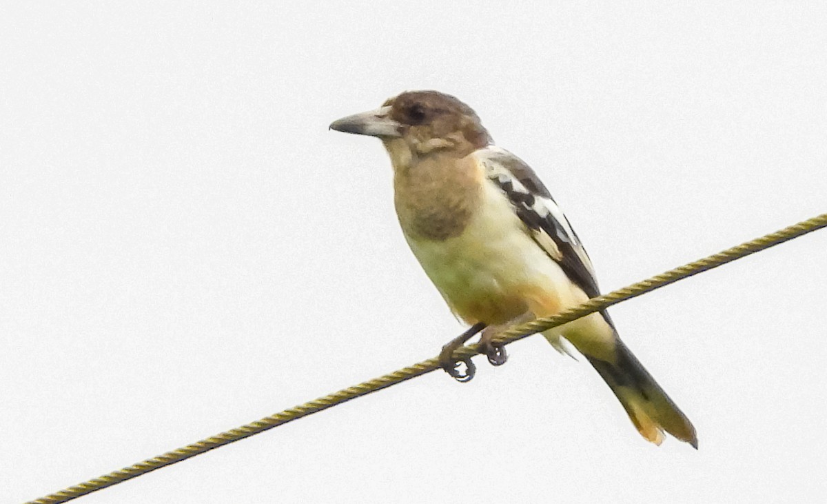 Pied Butcherbird - ML633531701