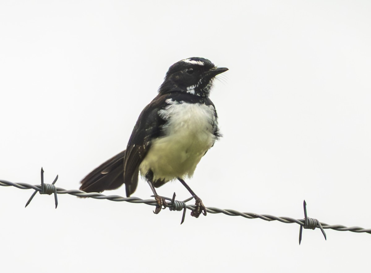 Willie-wagtail - ML633531711
