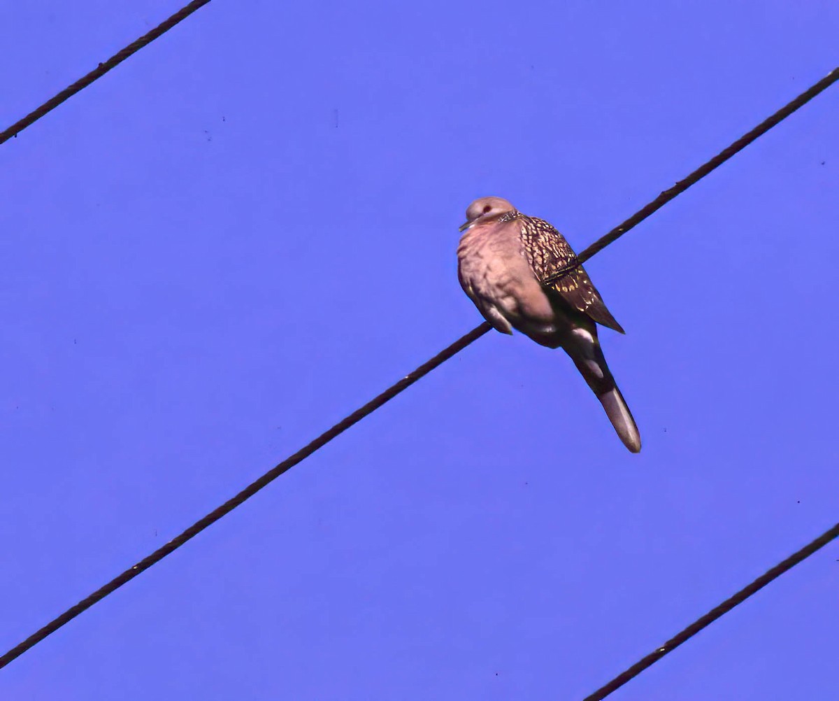 Spotted Dove - ML633531810