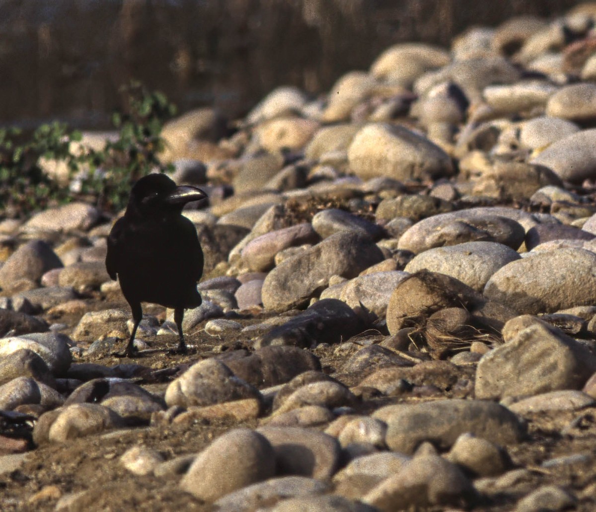Large-billed Crow - ML633531832