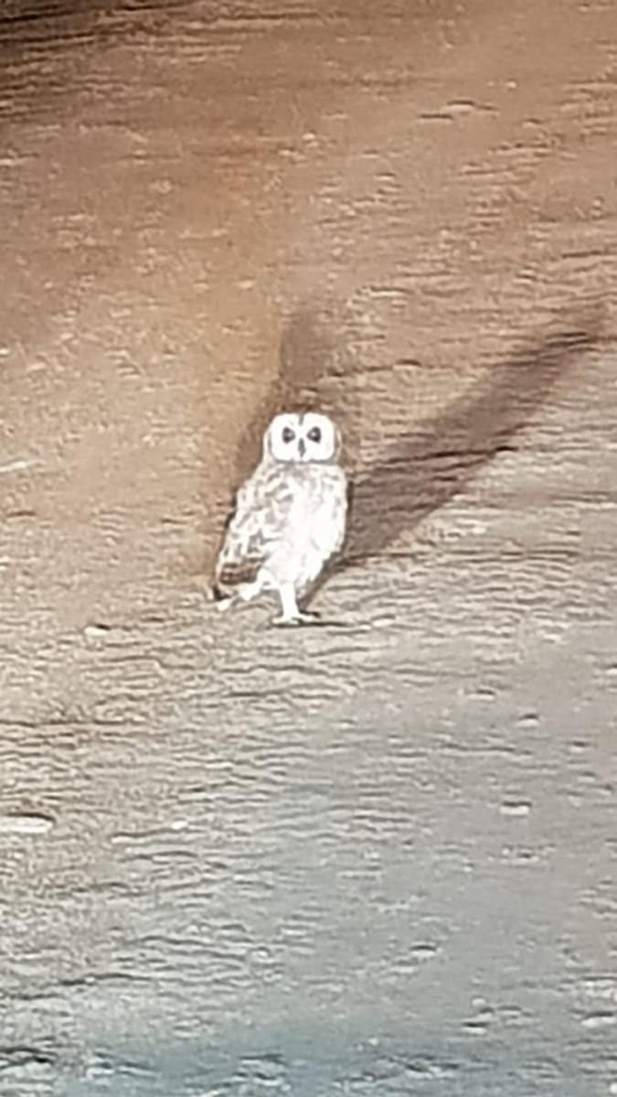 Hibou du Cap - ML633531916