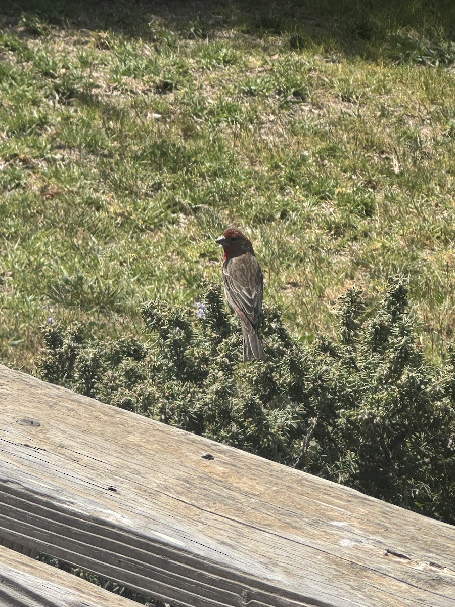 House Finch - ML633531962