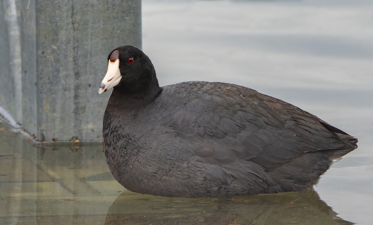 American Coot - ML633532073