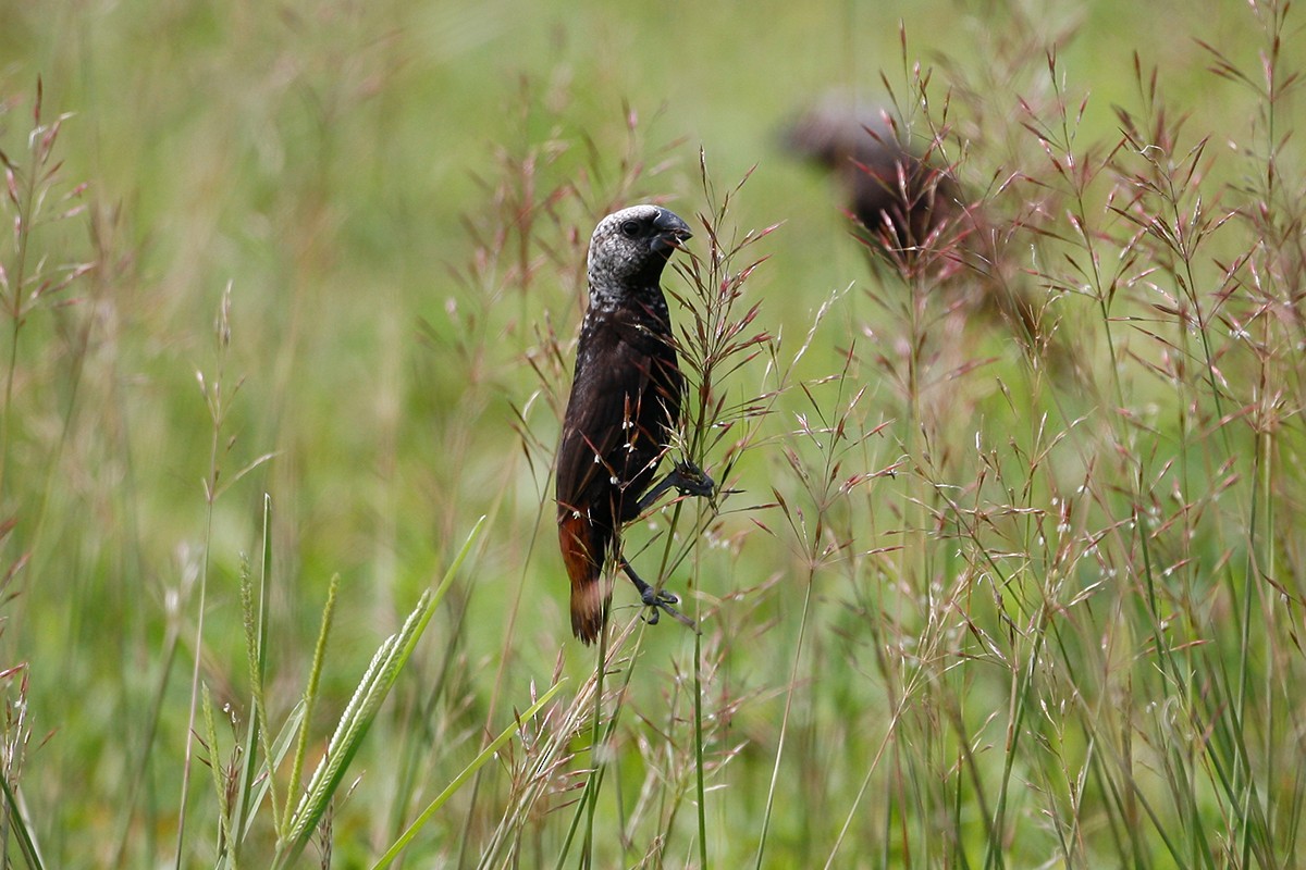 Mottled Munia - Tony Palliser
