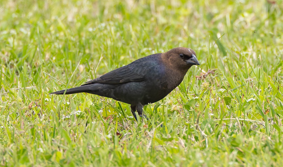 Brown-headed Cowbird - ML633532149