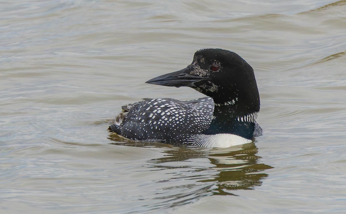 Common Loon - ML633532159