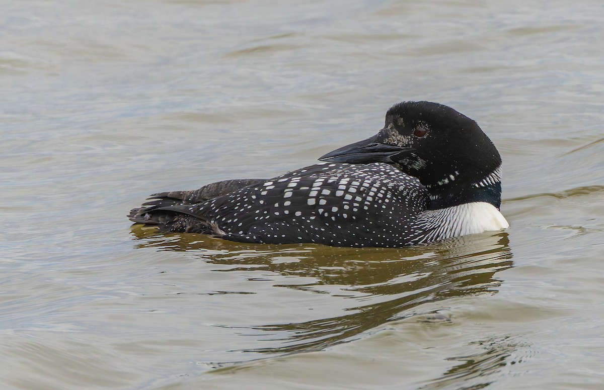 Common Loon - ML633532160