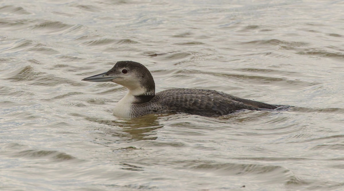 Common Loon - ML633532161