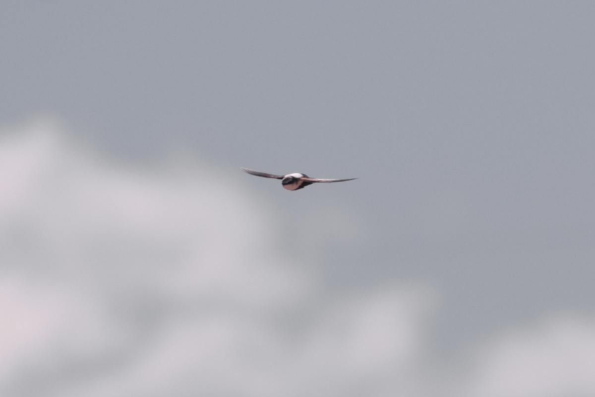 White-backed Swallow - ML633532167