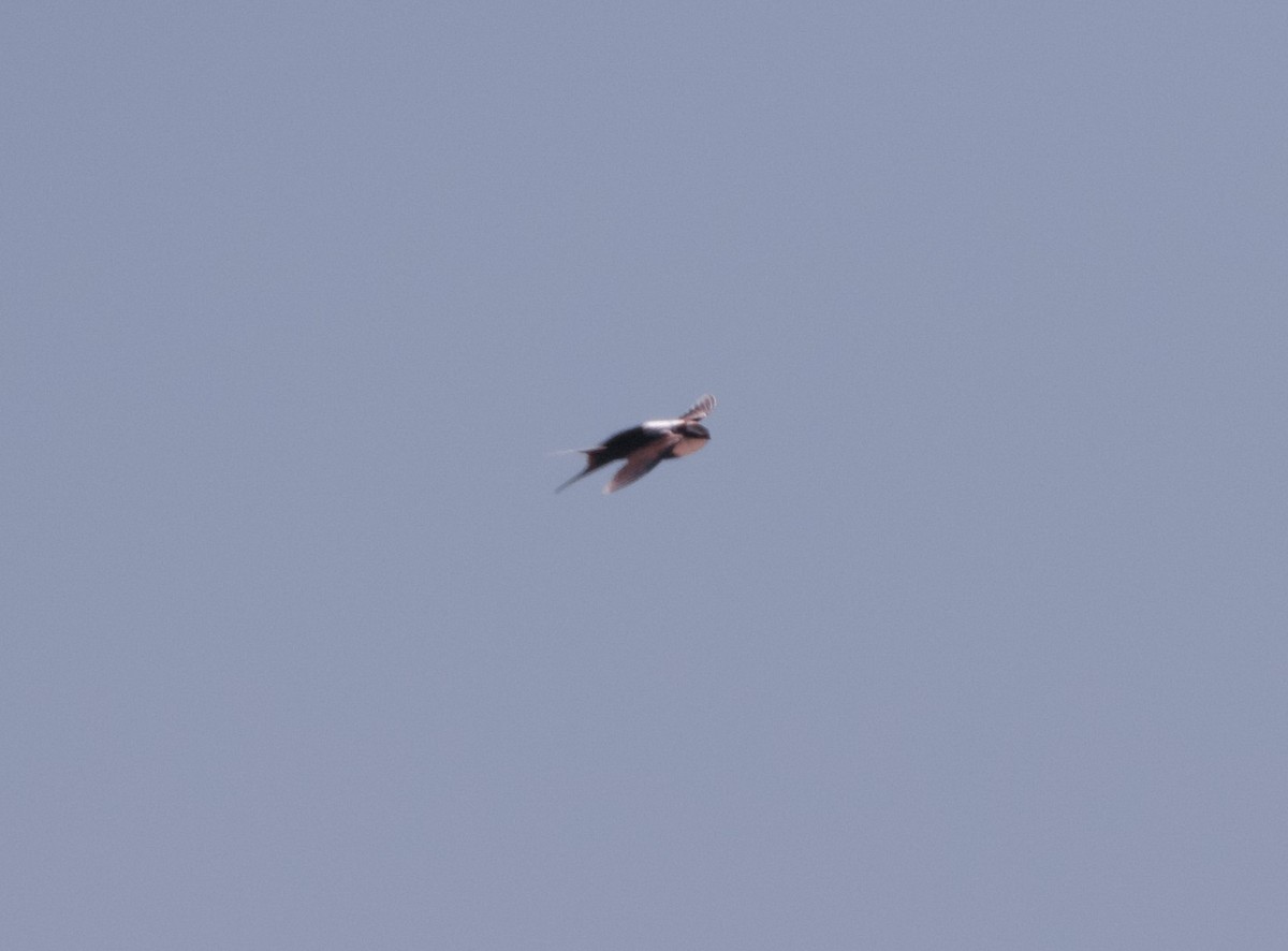 White-backed Swallow - ML633532168