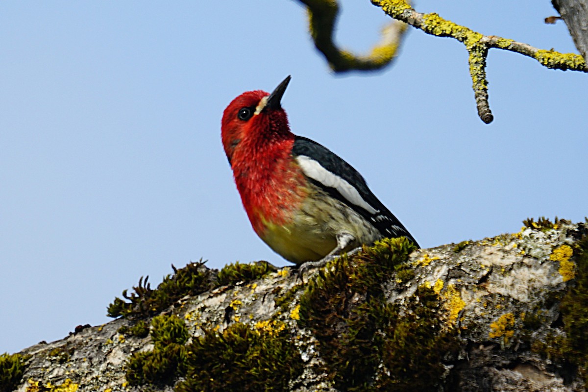 Red-breasted Sapsucker (ruber) - ML633532177