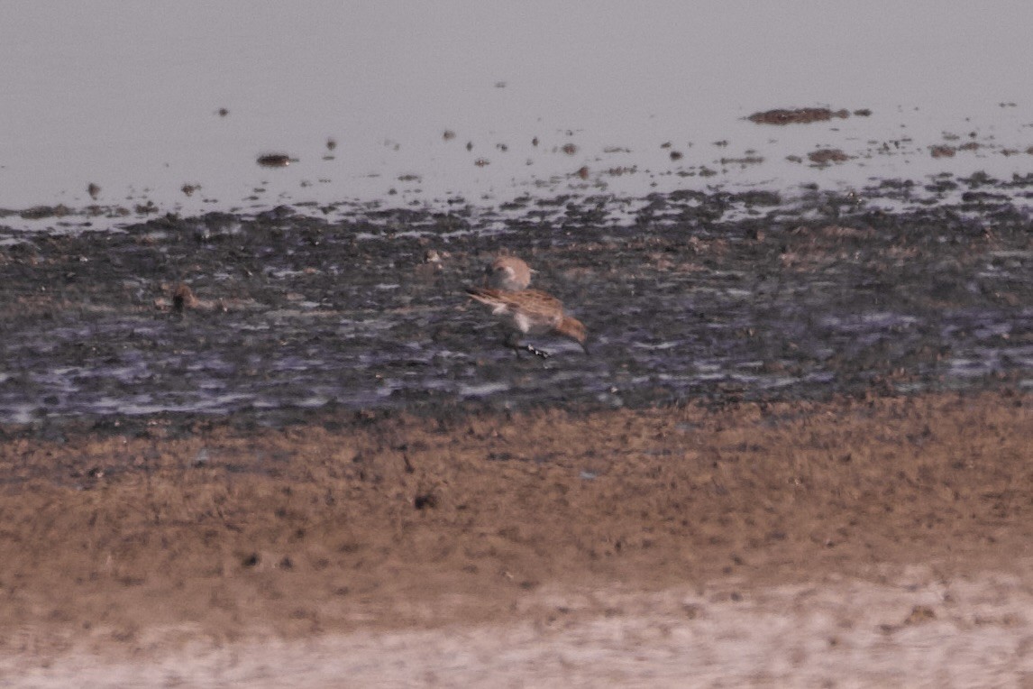 Сүүл элсэг - ML633532178