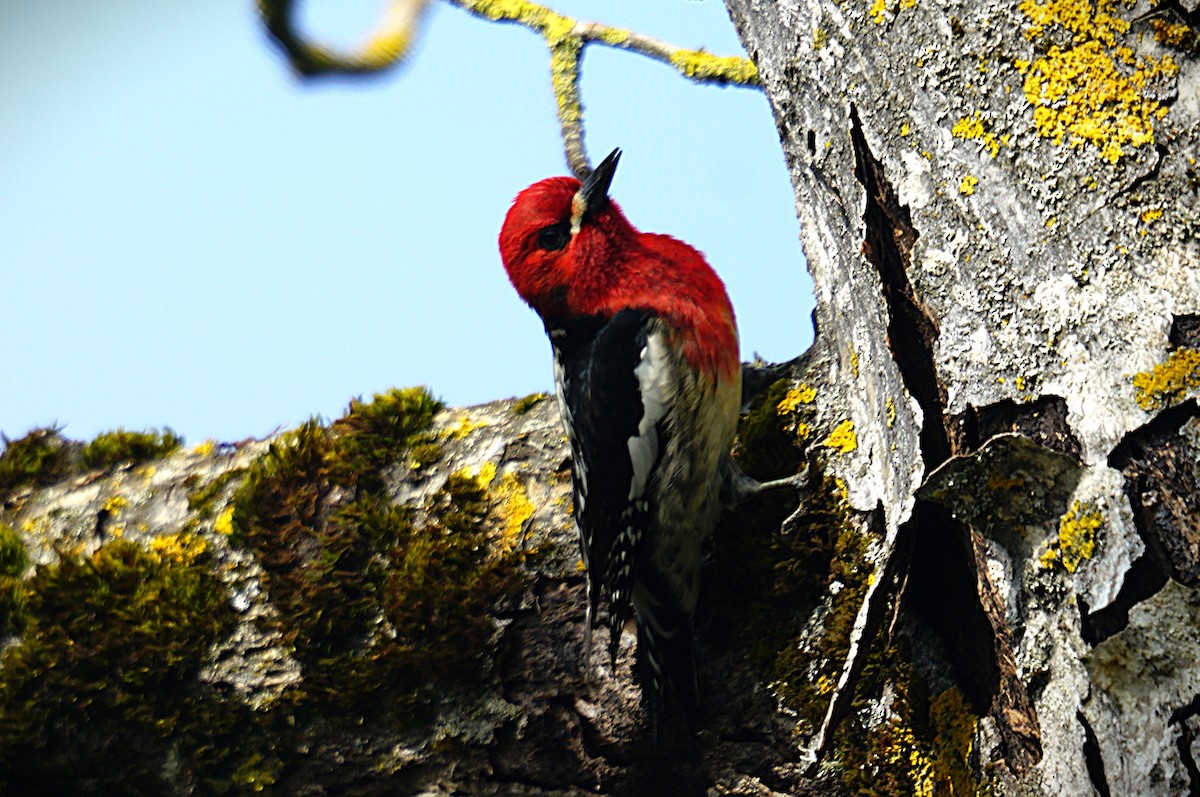 Red-breasted Sapsucker (ruber) - ML633532184