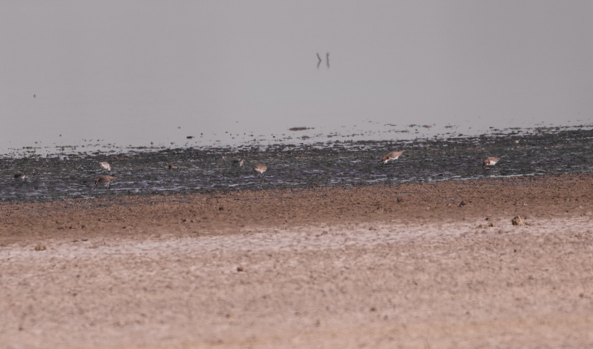 Red-capped Plover - ML633532190