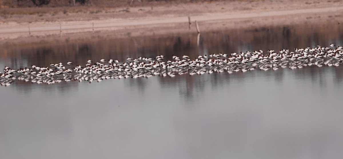 Red-necked Avocet - ML633532217