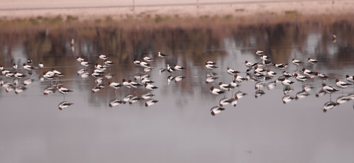 Red-necked Avocet - ML633532235