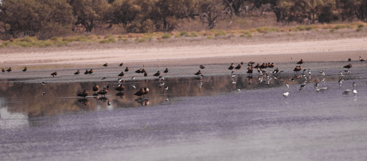 Australian Shelduck - ML633532294
